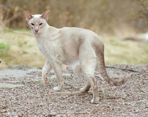 Tingeling tar en morgonpromenad